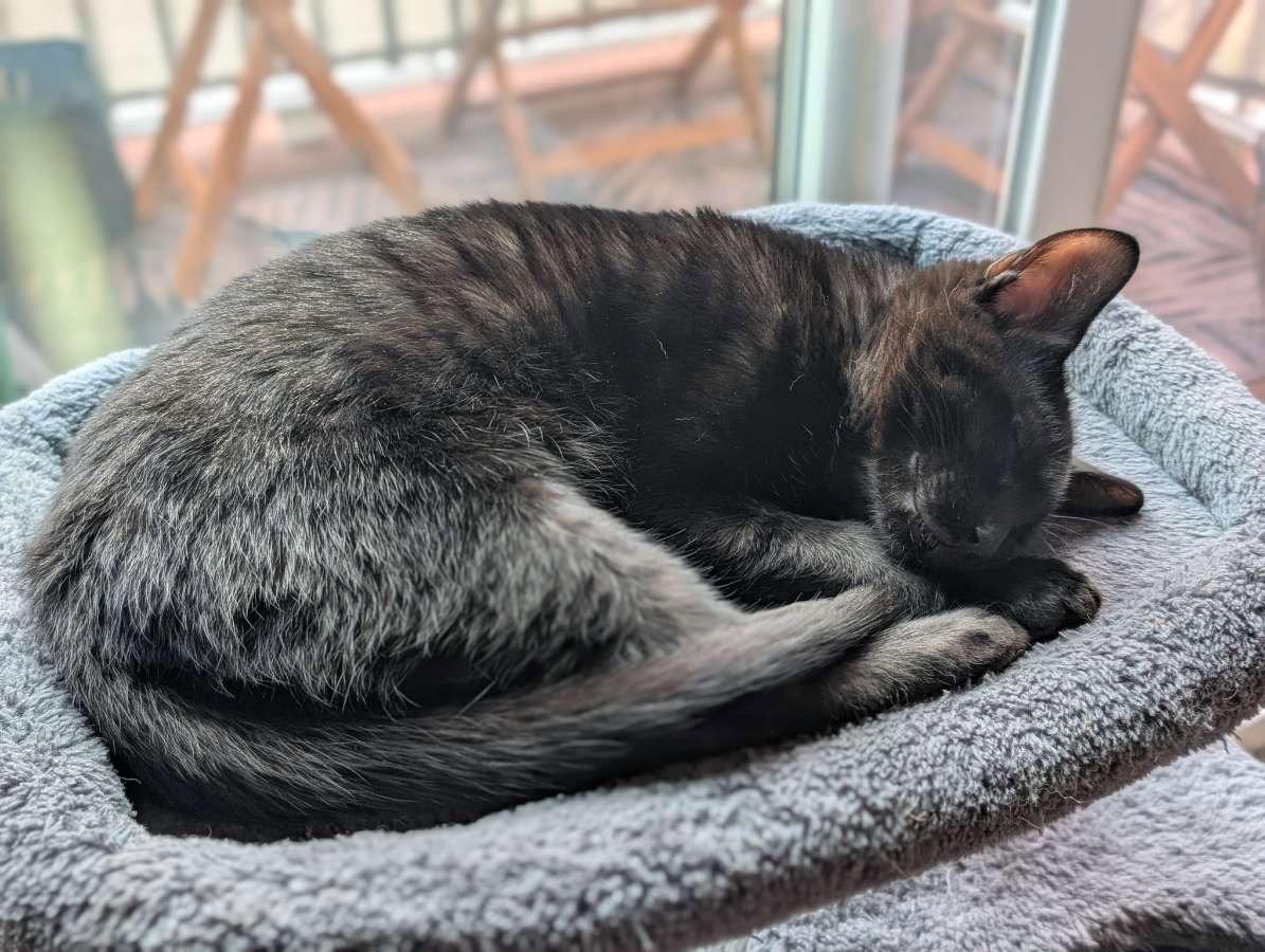 Hg Litter Salem, a Adoptable Domestic Short Hair in Livonia, MI image 3/3