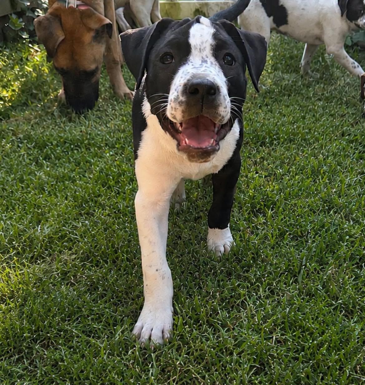 Trixie, adoptable, Young Female Mixed Breed.