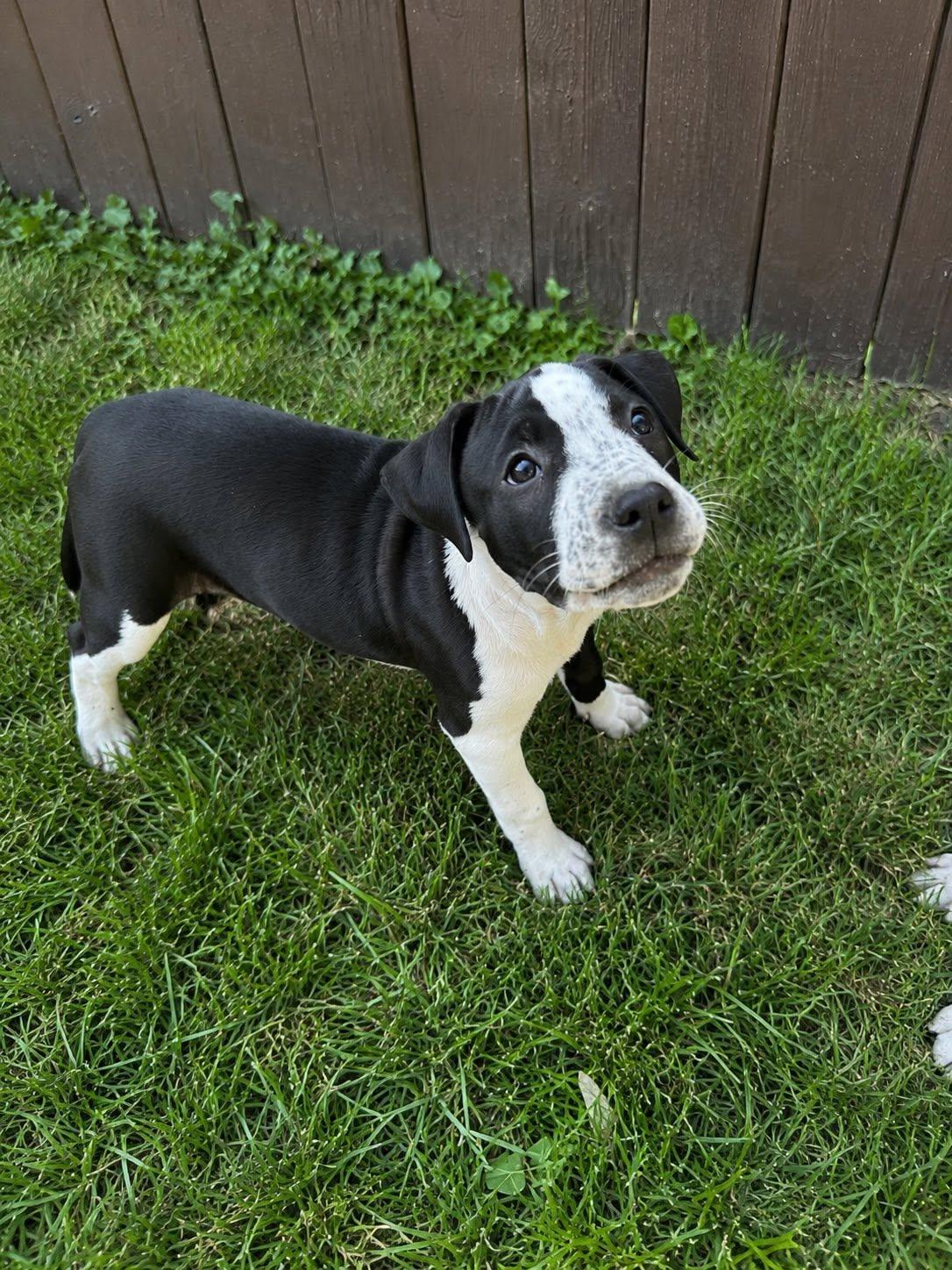 Trixie, an adoptable mixed breed in Oregon, OH image 3/3