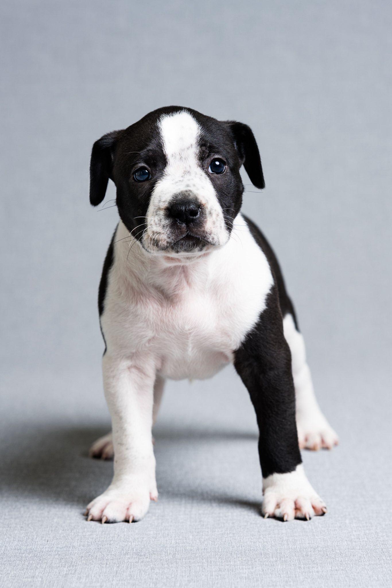 Trixie, adoptable, Puppy Female Mixed Breed.