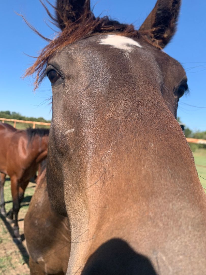 Laredo, Adopted, Young Male Grade.