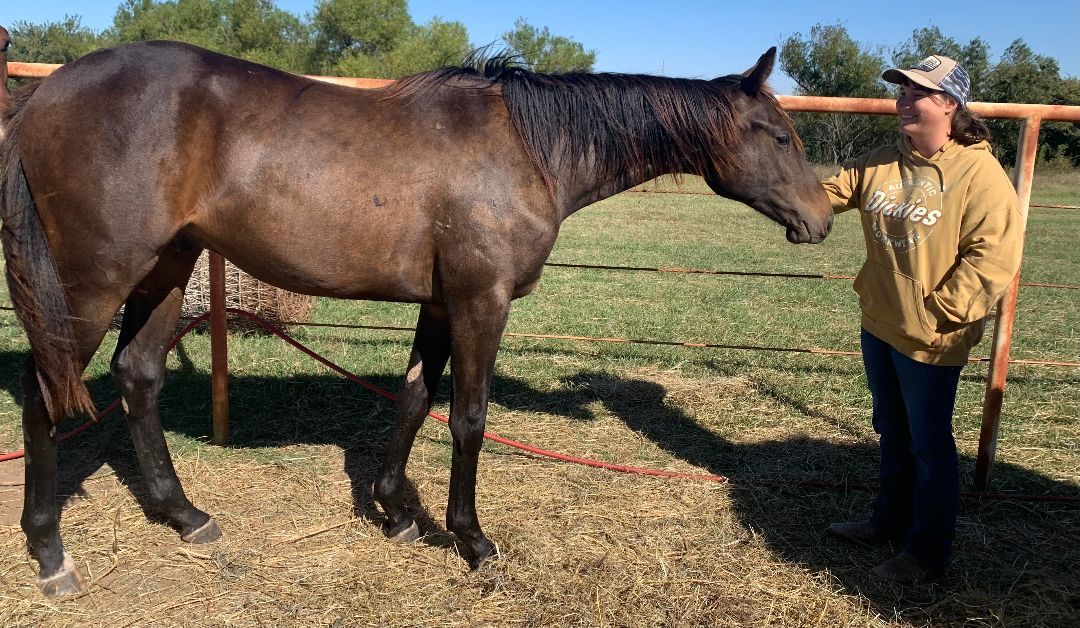 Enlarge Laredo, a Adopted Grade in El Reno, OK image 2/3