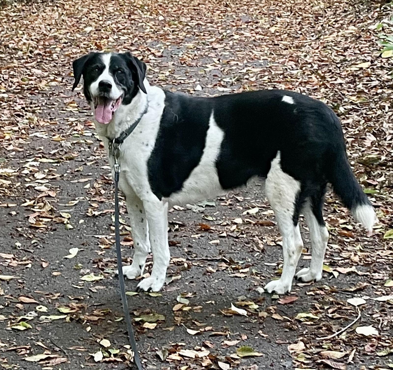 Enlarge Kia, a Adoptable mixed breed in Etobicoke, ON image 1/3