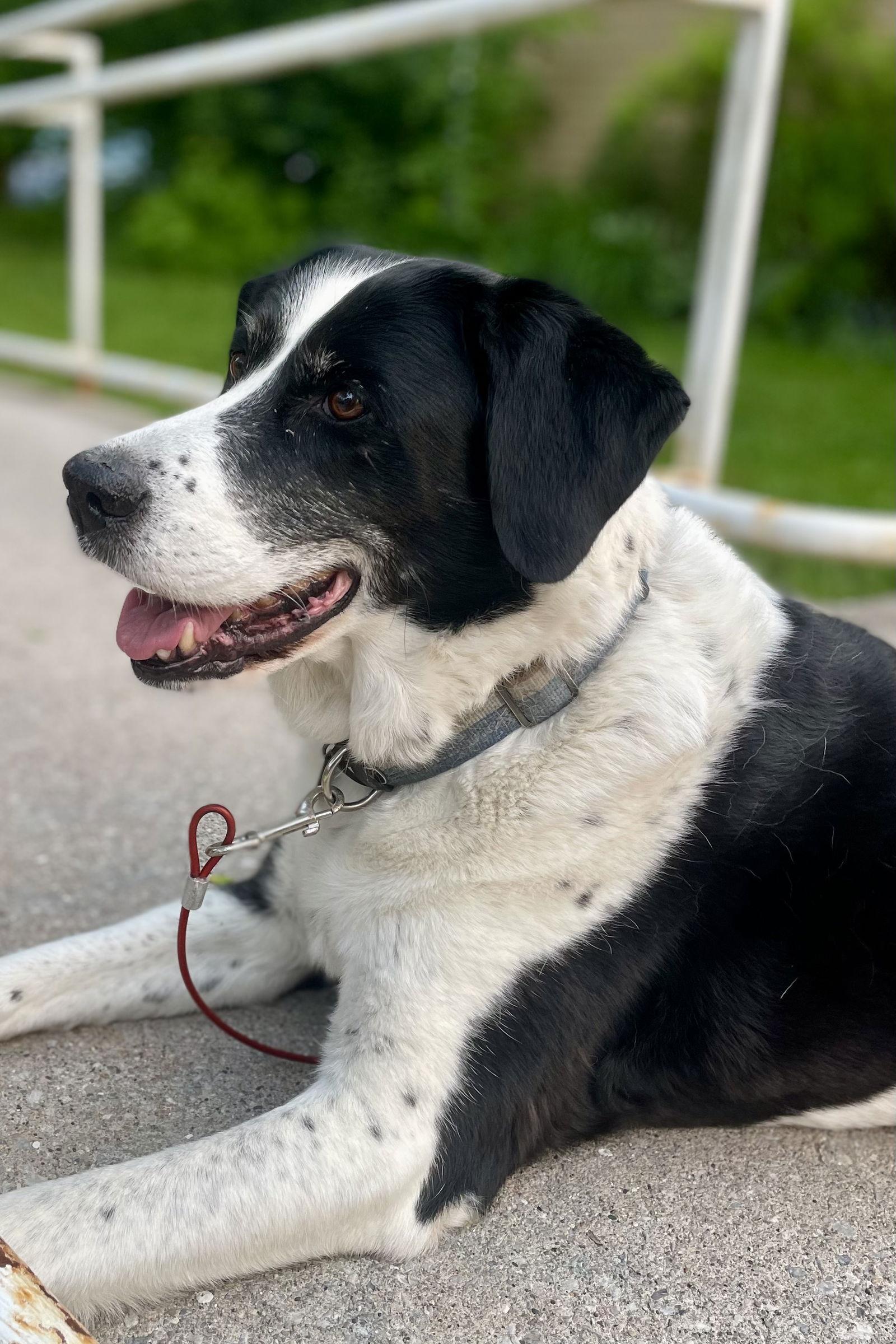 Enlarge Kia, a Adoptable mixed breed in Etobicoke, ON image 2/3