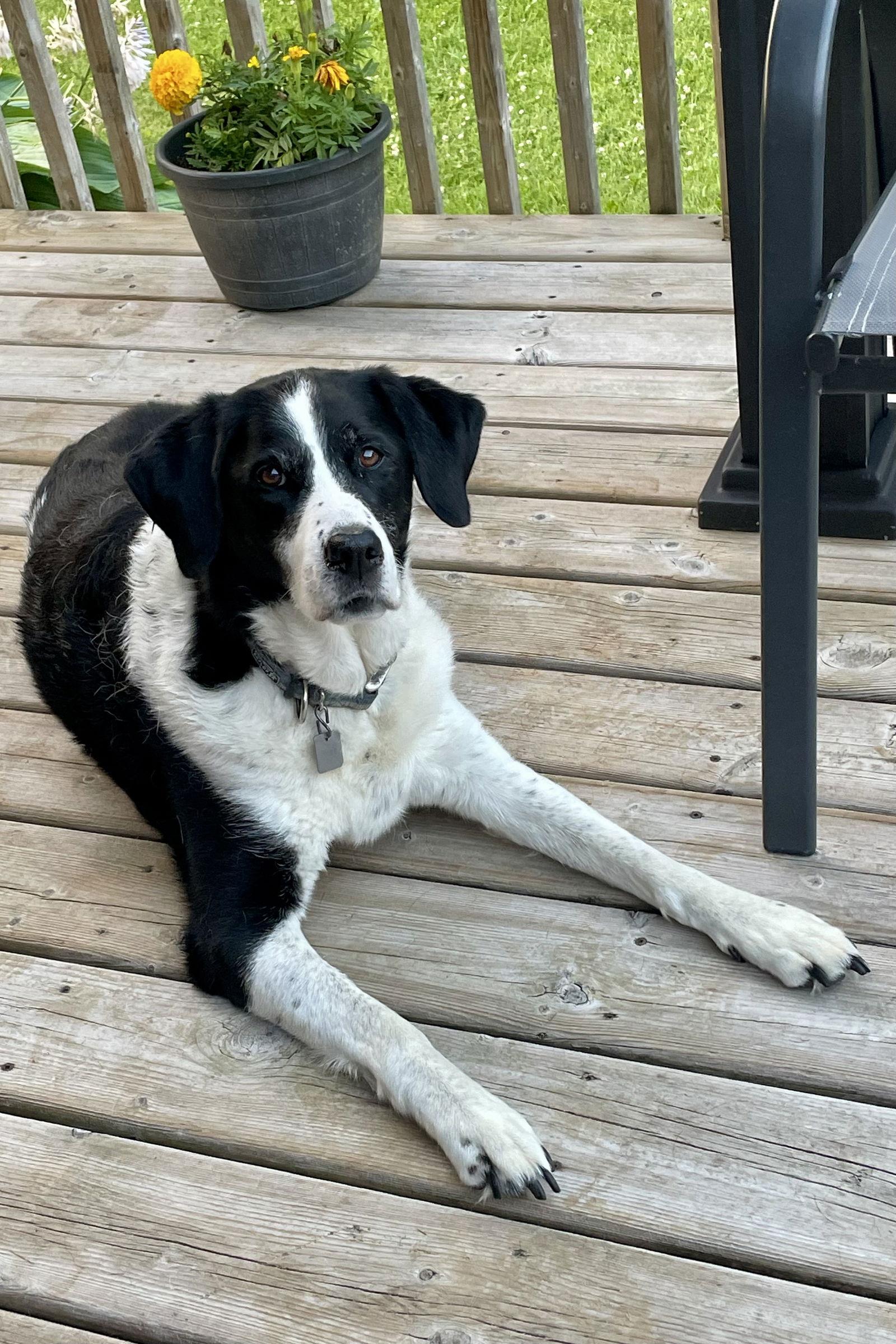 Enlarge Kia, a Adoptable mixed breed in Etobicoke, ON image 3/3