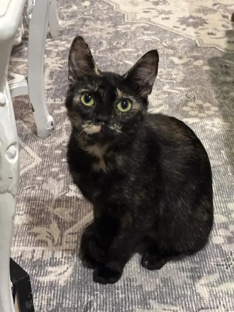 Mocha, Adoptable, Young Female Domestic Short Hair.