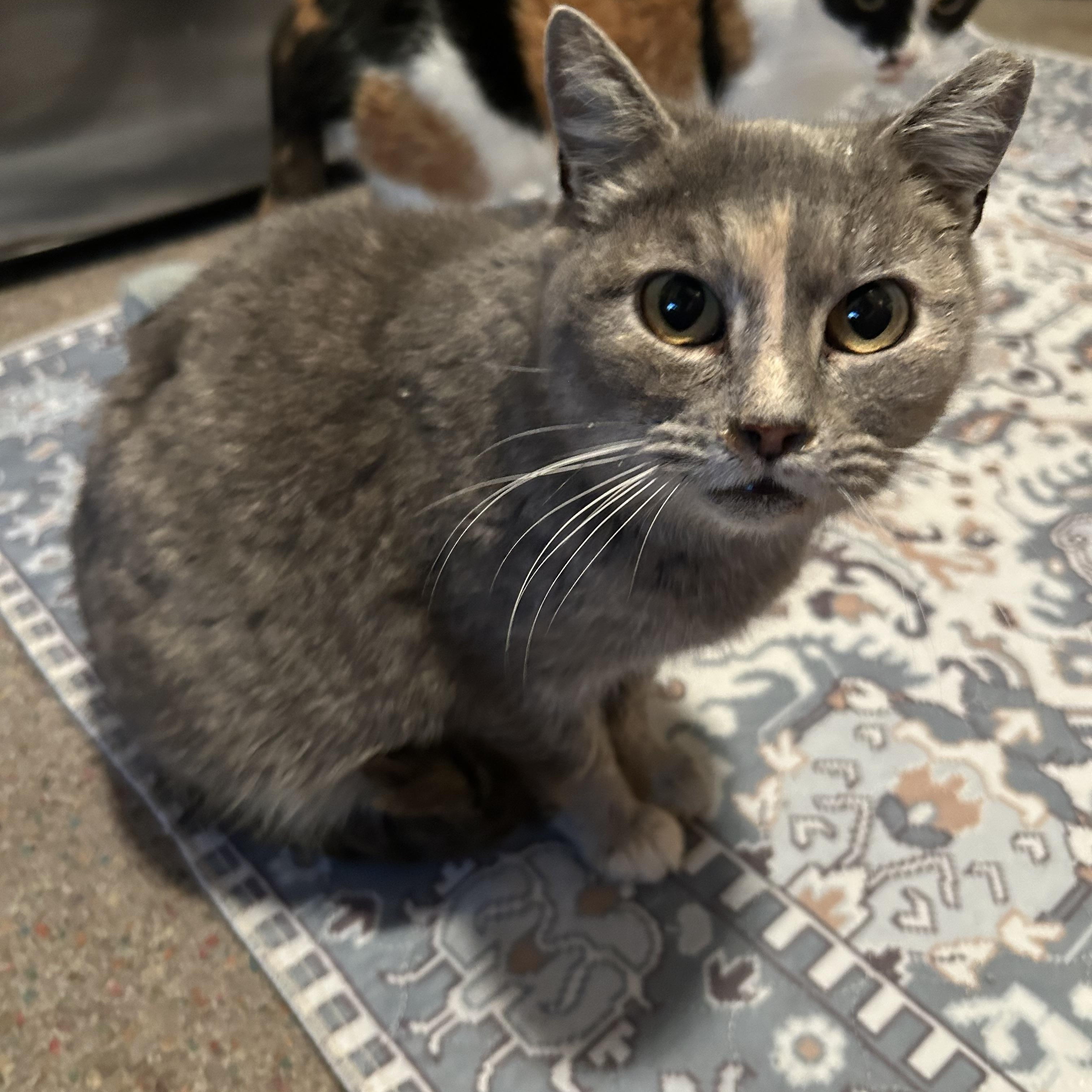 Gracie, ADOPTABLE, Adult Female Domestic Short Hair.