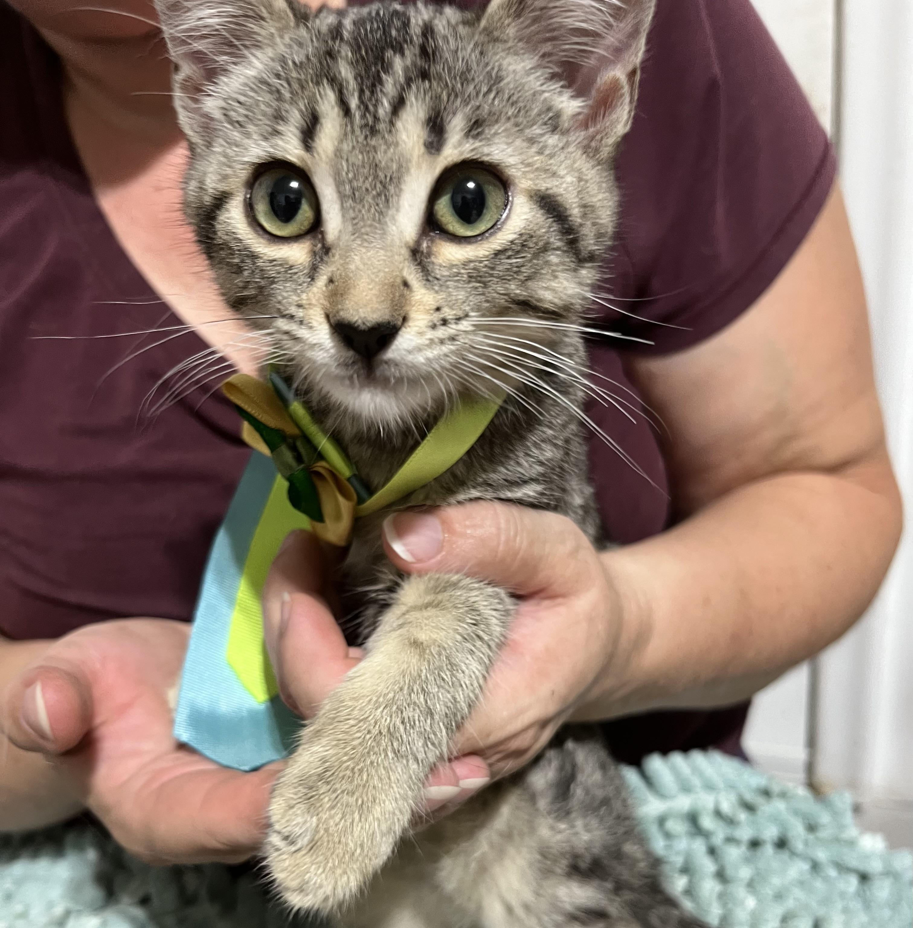 Enlarge Little Milo, a Adopted Tabby in Parkland, FL image 1/4