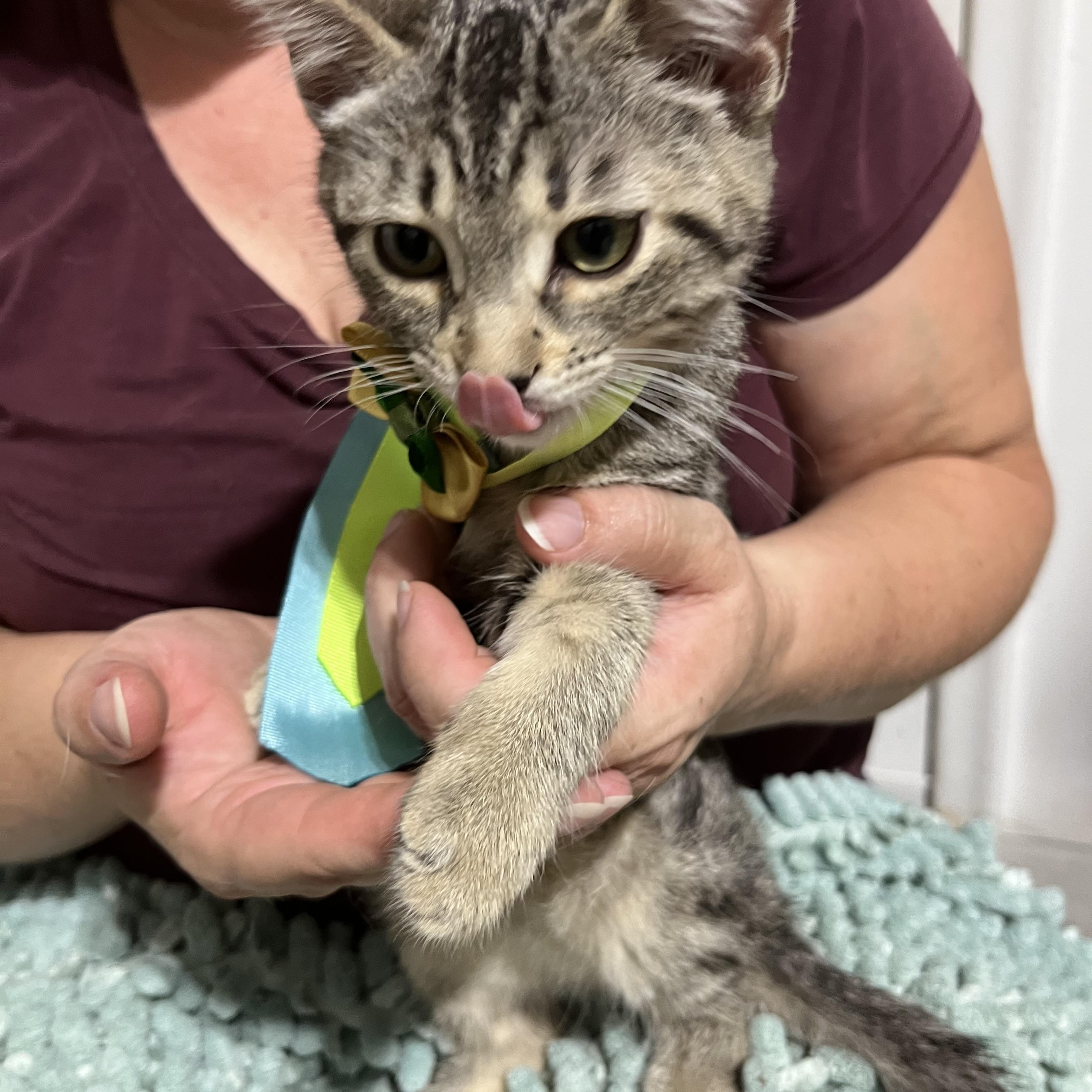 Enlarge Little Milo, a Adopted Tabby in Parkland, FL image 3/4