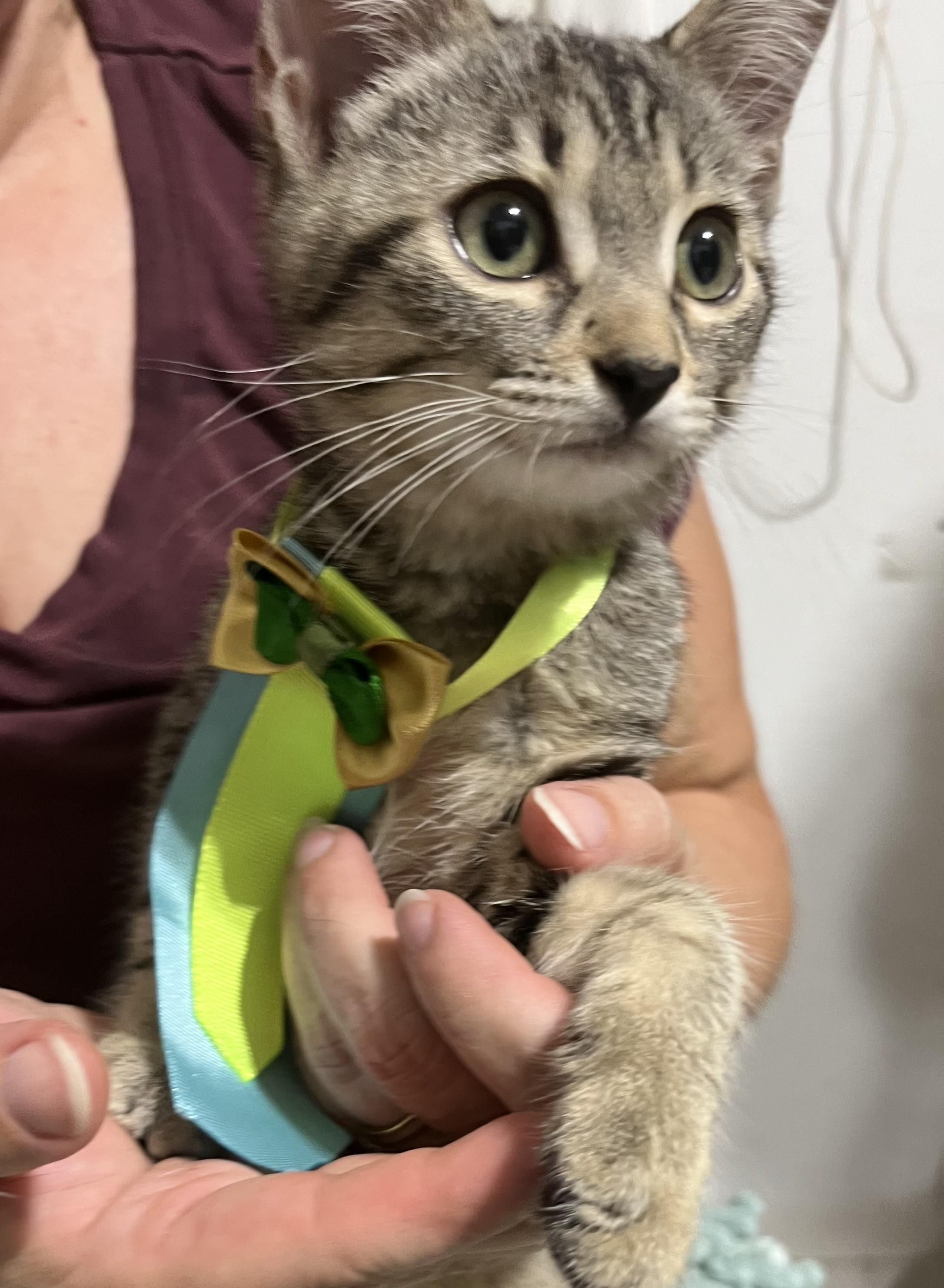 Enlarge Little Milo, a Adopted Tabby in Parkland, FL image 2/4
