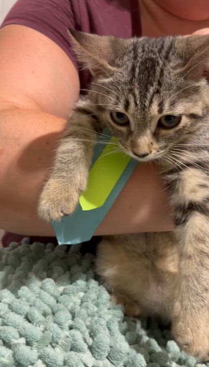 Enlarge Little Milo, a Adopted Tabby in Parkland, FL video 4/4