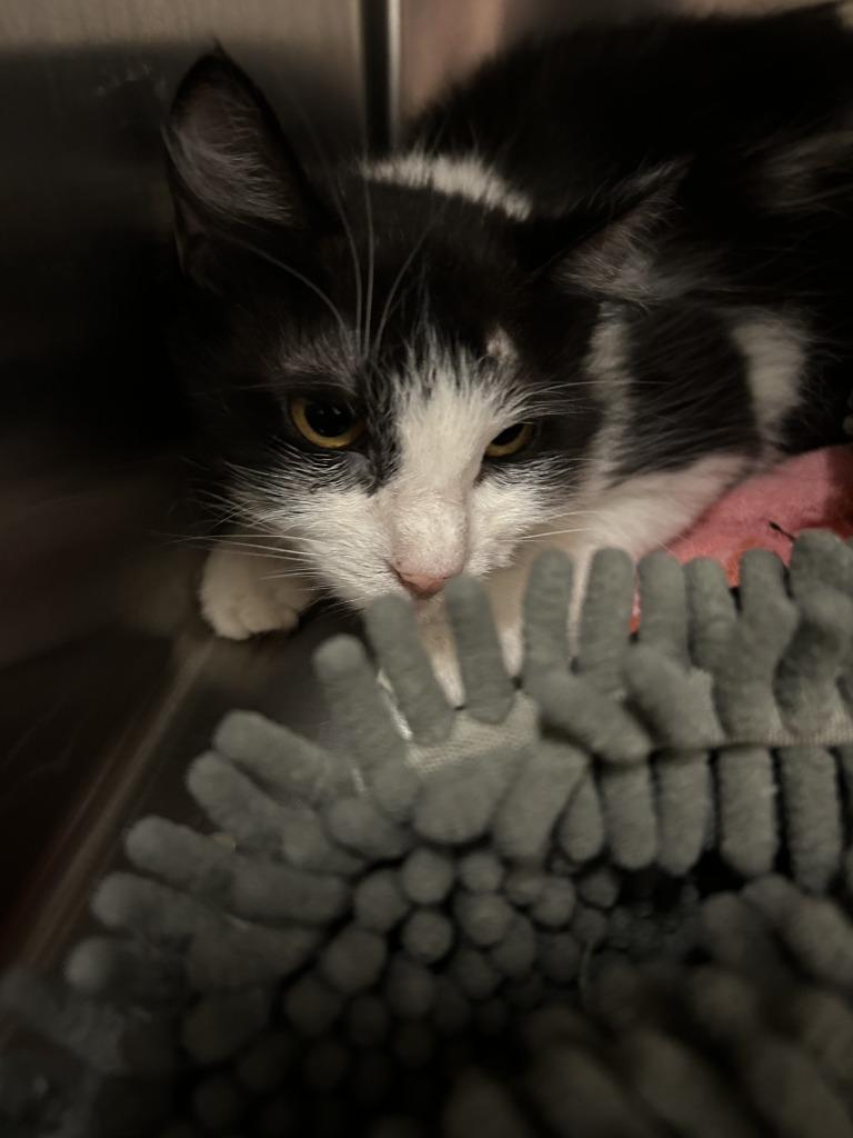 Noelle, Adoptable, Young Female Domestic Medium Hair.