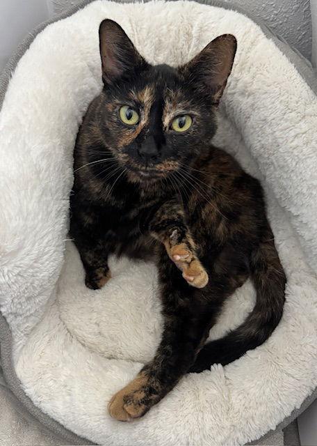 Bluebell - Tortie Girl, Adoptable, Adult Female Tortoiseshell & Domestic Short Hair.