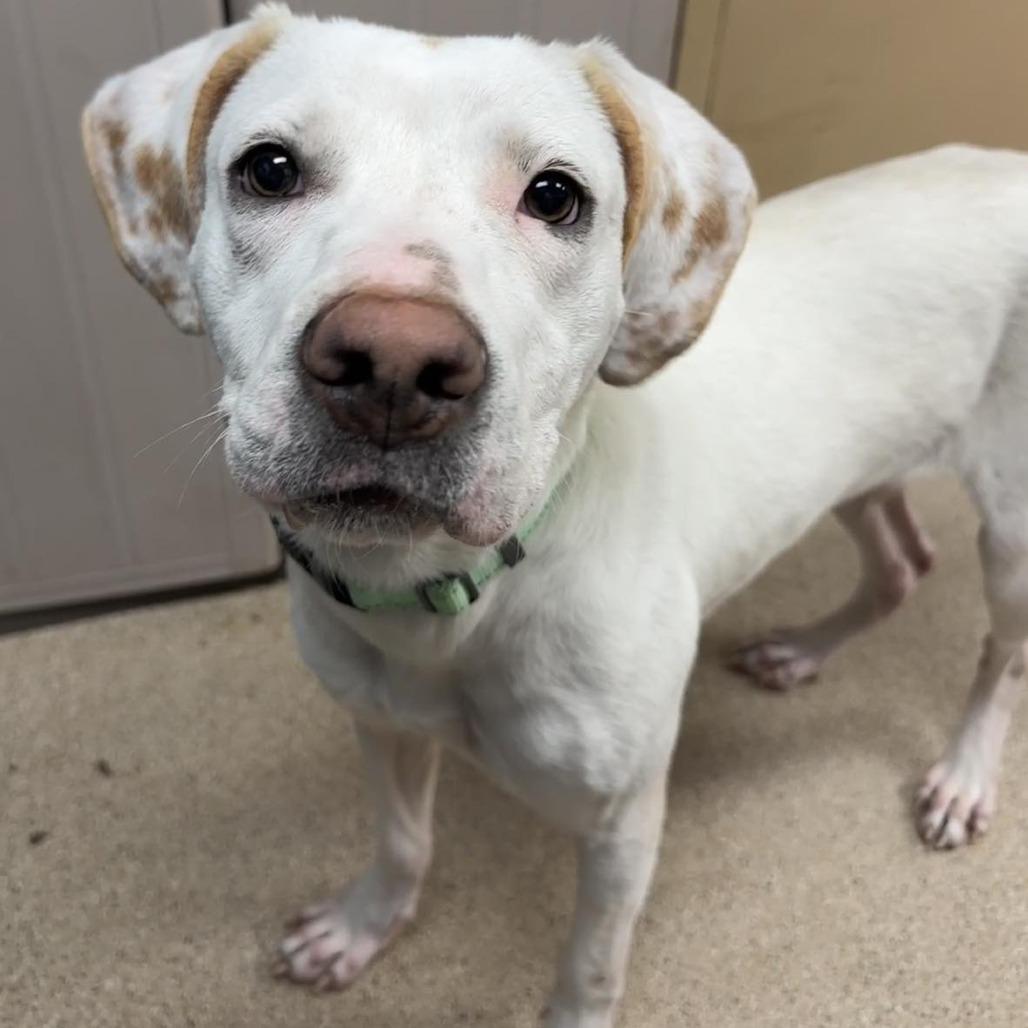 Nacho Fries, Adoptable, Young Female Mixed Breed.