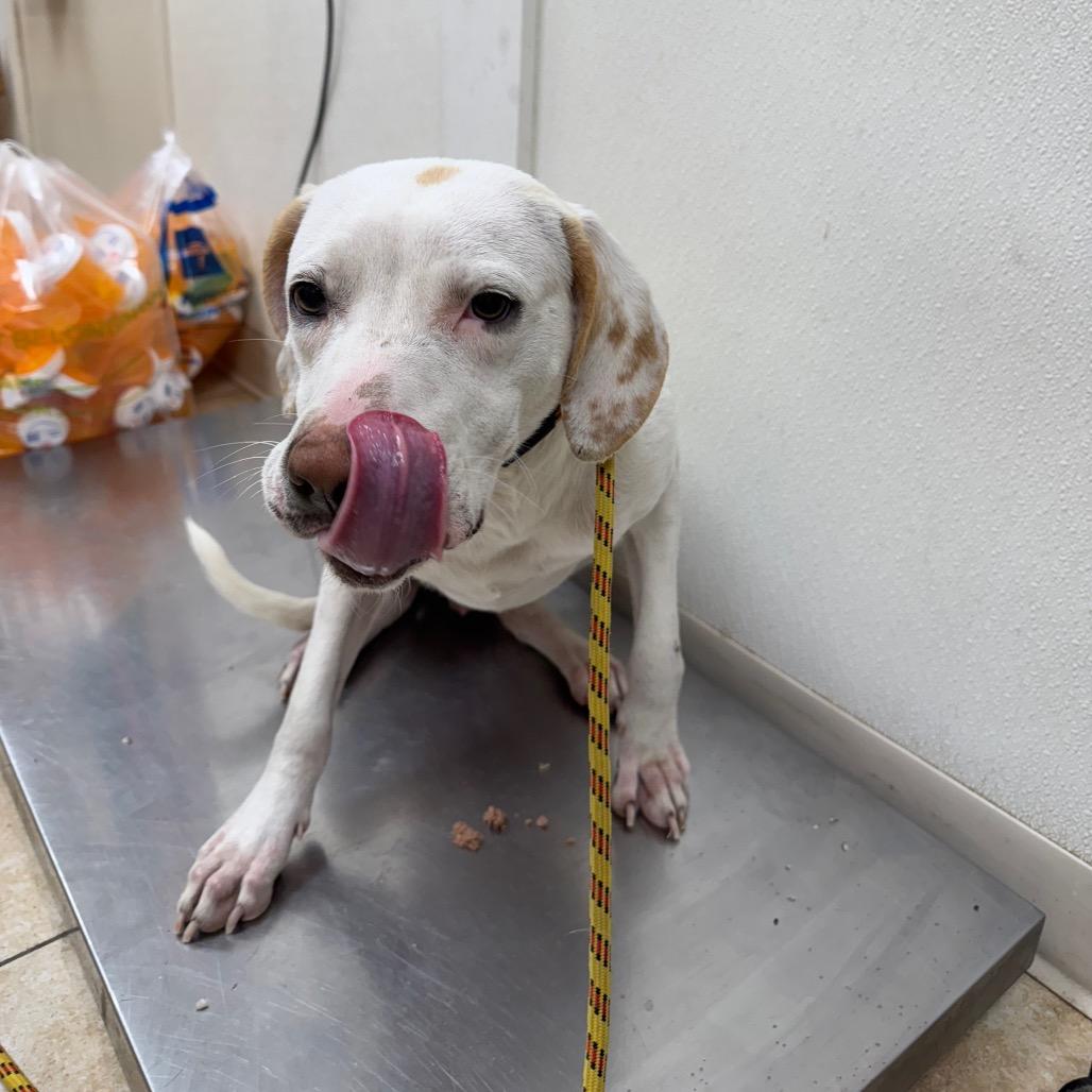 Enlarge Nacho Fries, a Adoptable Mixed Breed in Pekin, IL image 2/6
