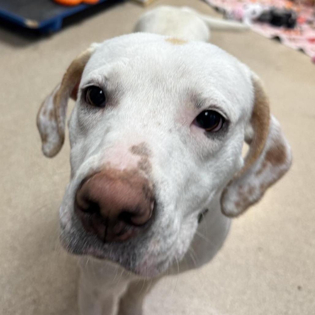 Enlarge Nacho Fries, a Adoptable Mixed Breed in Pekin, IL image 3/6