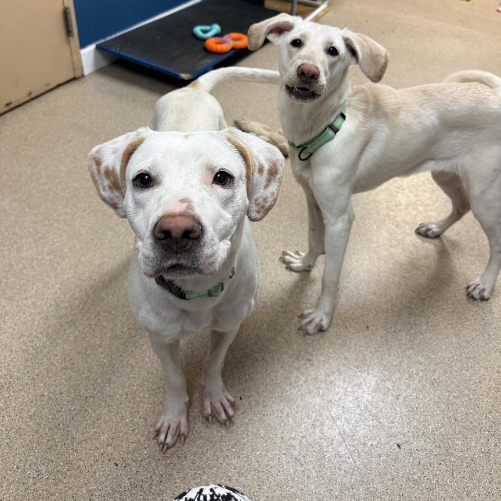 Enlarge Nacho Fries, a Adoptable Mixed Breed in Pekin, IL image 4/6