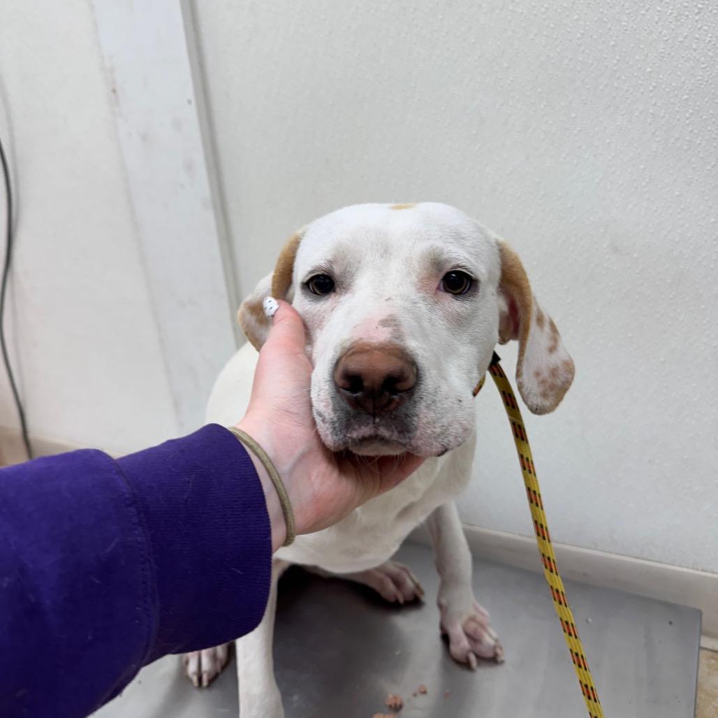 Enlarge Nacho Fries, a Adoptable Mixed Breed in Pekin, IL image 5/6