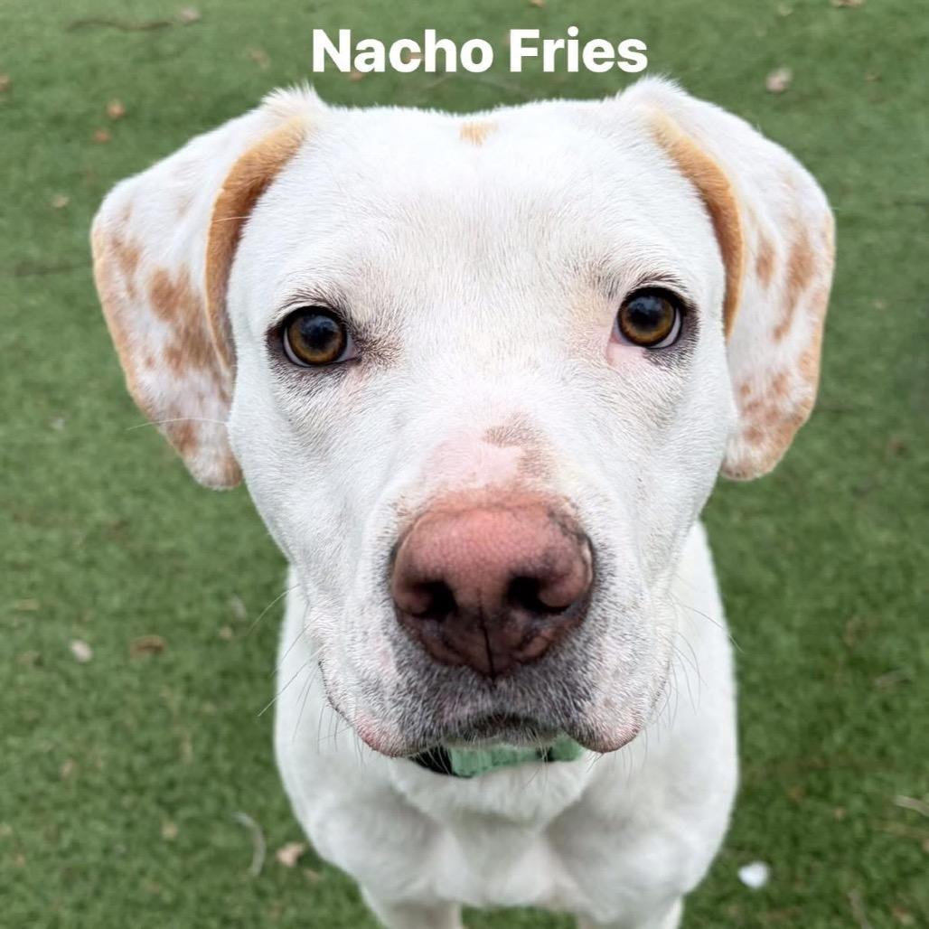 Enlarge Nacho Fries, a Adoptable Mixed Breed in Pekin, IL image 6/6