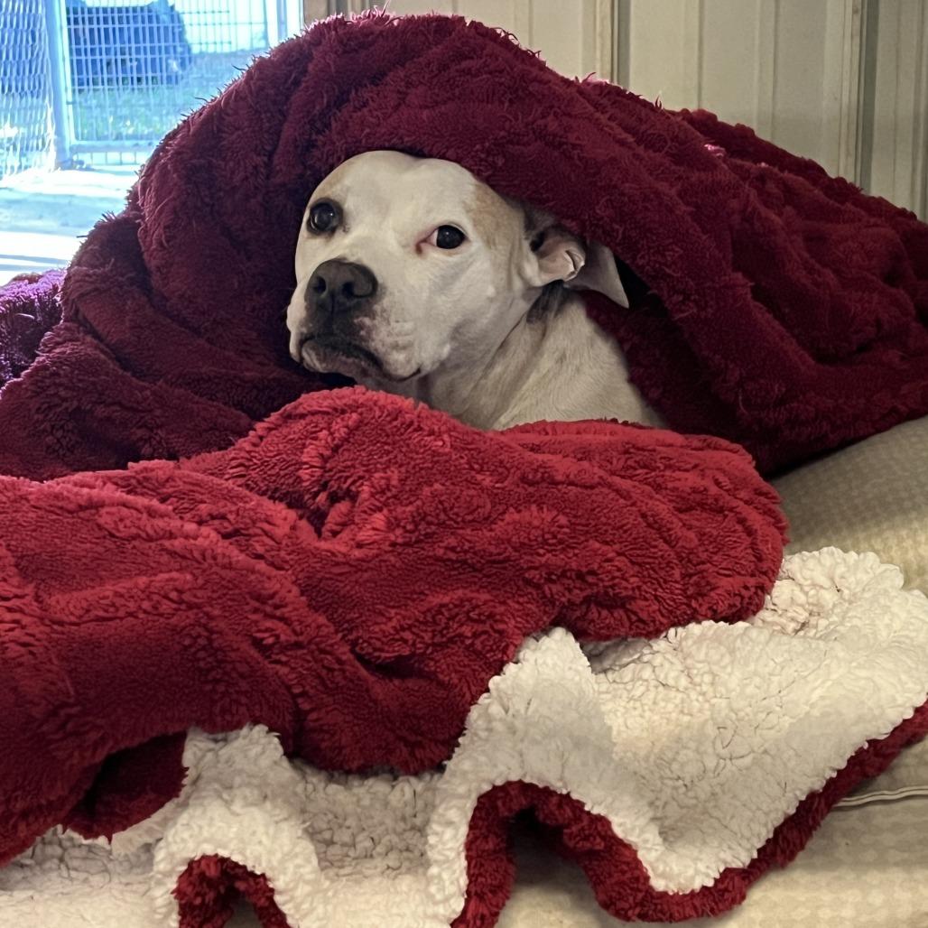 Pumpkin, Adoptable, Adult Female Mixed Breed & Mixed Breed.