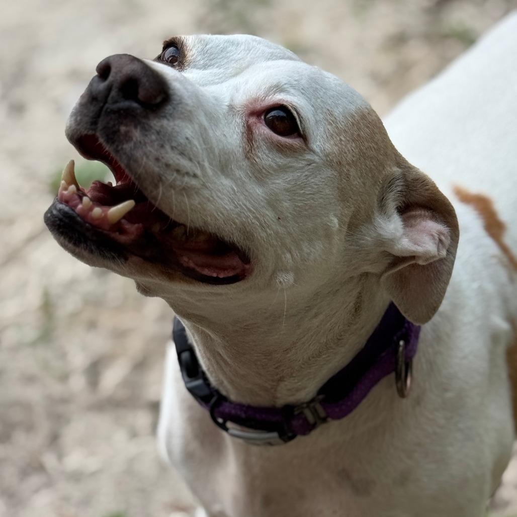 Enlarge Pumpkin, a Adoptable mixed breed in Williston, FL image 2/6