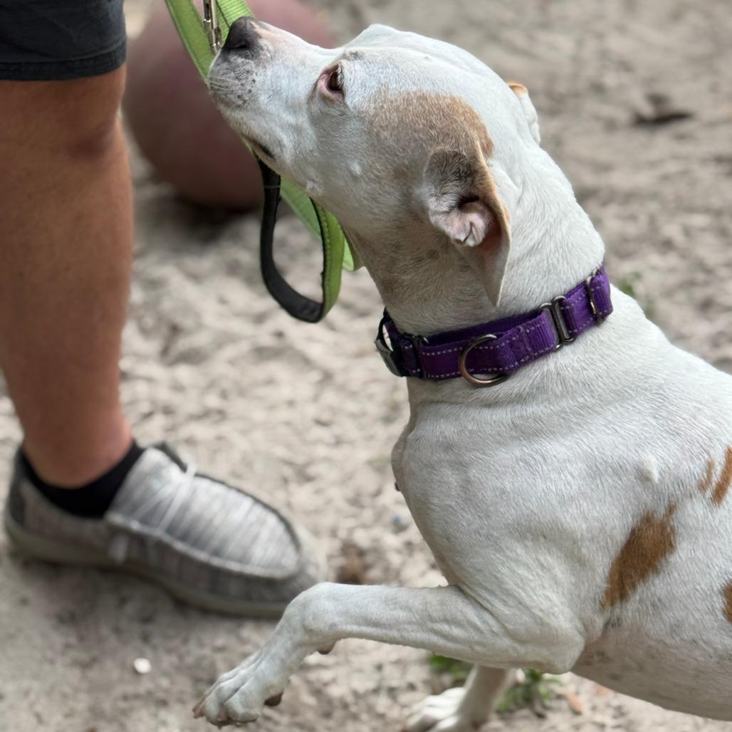 Enlarge Pumpkin, a Adoptable mixed breed in Williston, FL image 3/6