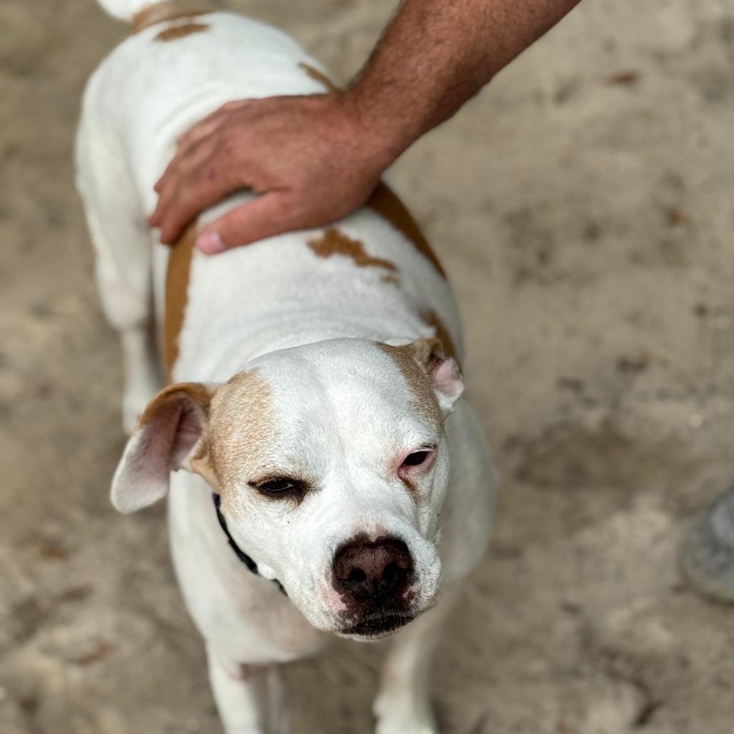 Pumpkin, Adoptable, Adult Female Mixed Breed & Mixed Breed.