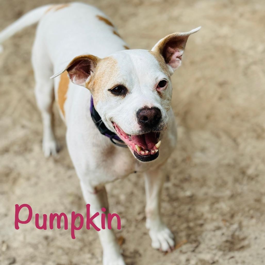 Enlarge Pumpkin, a Adoptable mixed breed in Williston, FL image 5/6