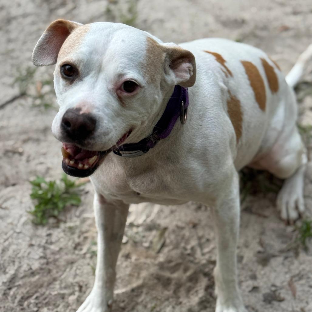 Enlarge Pumpkin, a Adoptable mixed breed in Williston, FL image 6/6