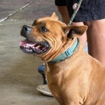 Bruiser, a Adoptable mixed breed in Yukon, OK image 5/6