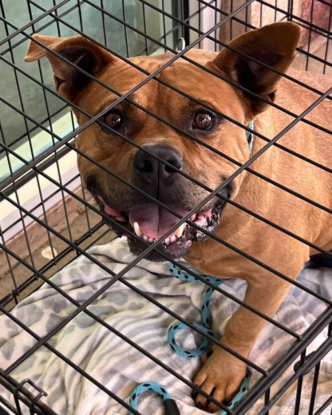 Bruiser, Adoptable, Adult Male American Staffordshire Terrier.