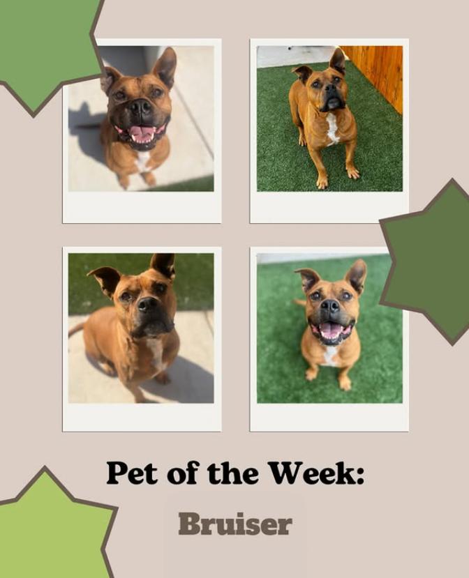 Enlarge Bruiser, a Adoptable mixed breed in Yukon, OK image 4/6