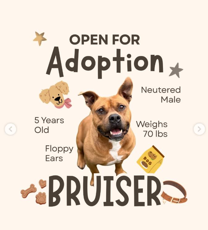 Enlarge Bruiser, a Adoptable mixed breed in Yukon, OK image 2/6