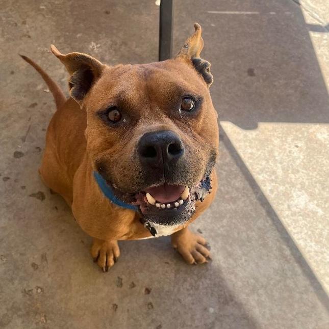 Bruiser, a Adoptable mixed breed in Yukon, OK image 6/6