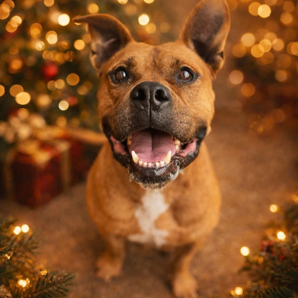 Bruiser, Adoptable, Adult Male American Staffordshire Terrier.