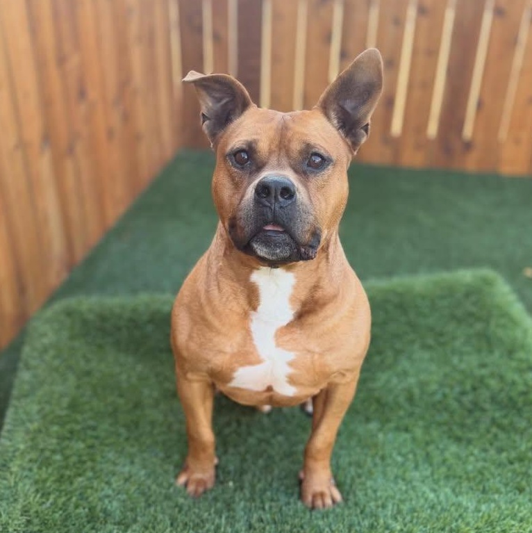 Bruiser, Adoptable, Adult Male American Staffordshire Terrier.