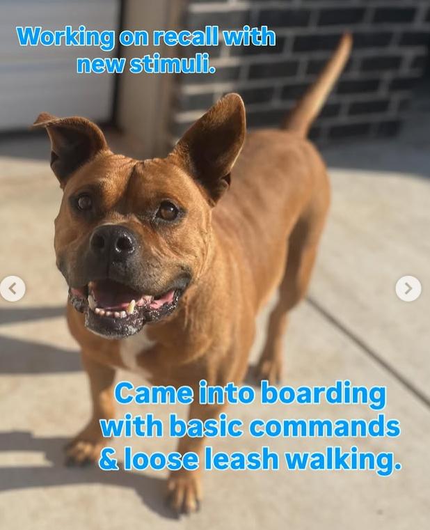 Enlarge Bruiser, a Adoptable mixed breed in Yukon, OK image 5/6