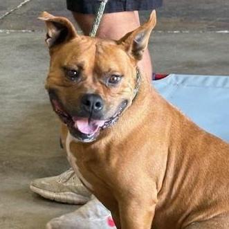 Bruiser, a Adoptable mixed breed in Yukon, OK image 3/6