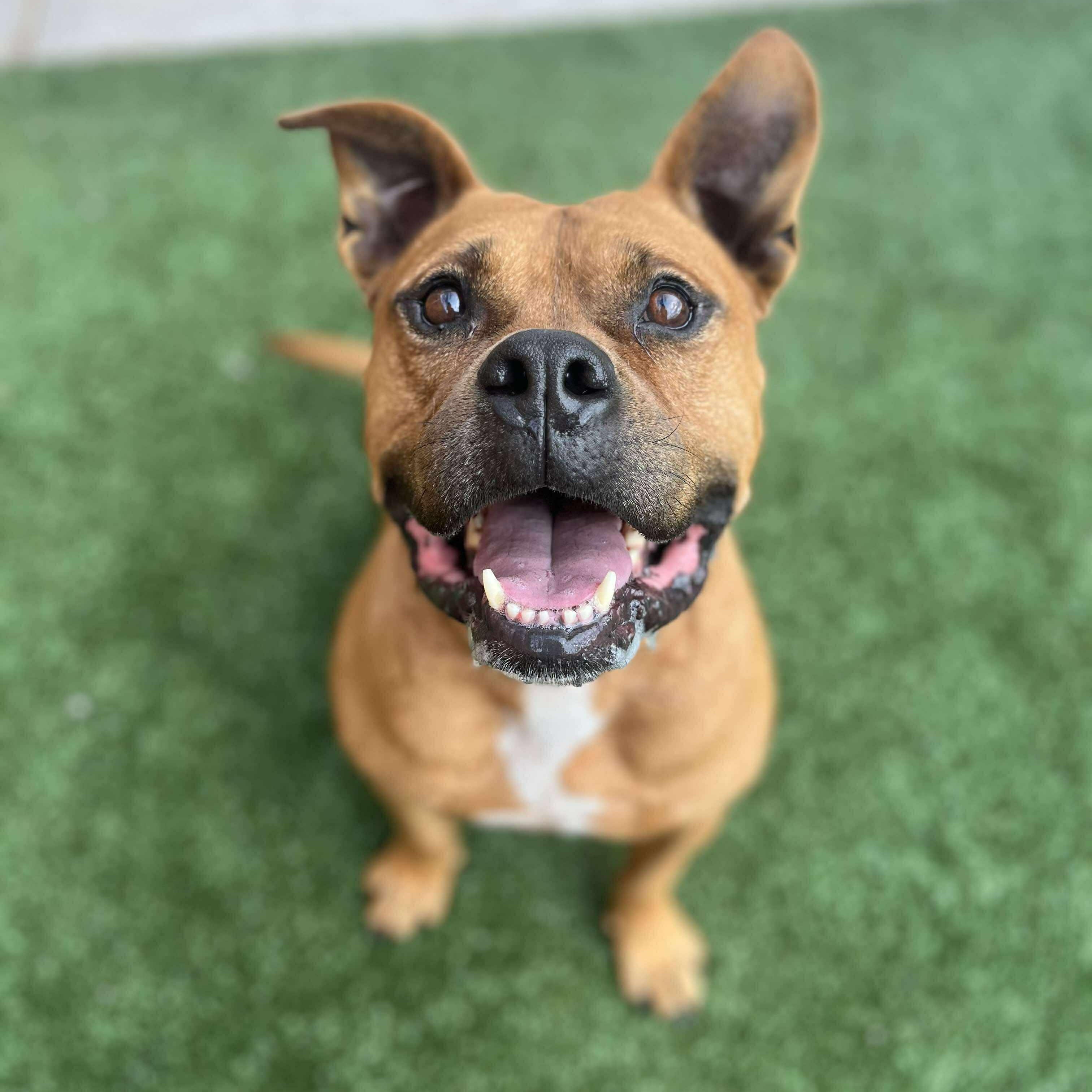 Bruiser, a Adoptable mixed breed in Yukon, OK image 2/6