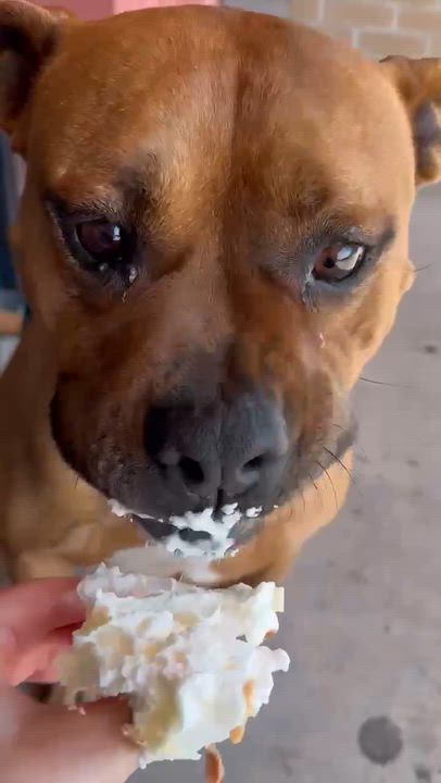 Enlarge Bruiser, a Adoptable mixed breed in Yukon, OK video 4/6