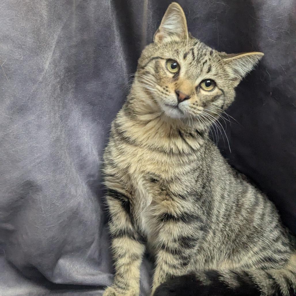 Peachy, Adoptable, Young Male Domestic Short Hair.