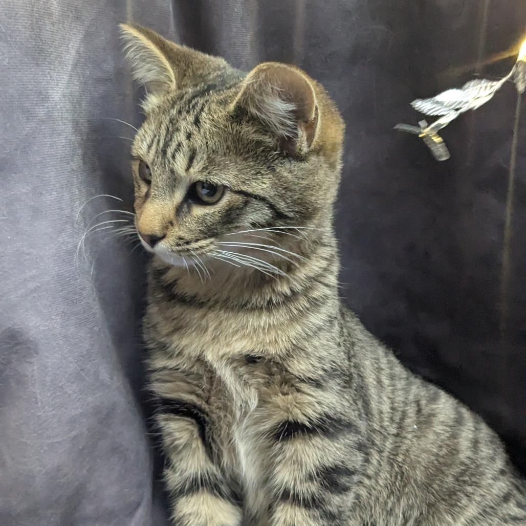 Enlarge Peachy, a Adoptable Domestic Short Hair in Chesapeake, VA image 2/2