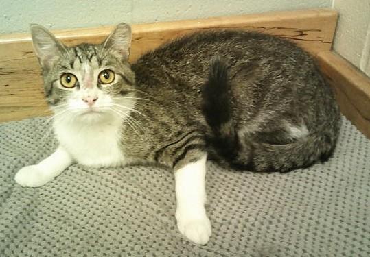 Enlarge Sam, a ADOPTABLE Domestic Short Hair in Collinsville, IL image 1/1