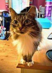 Enlarge Laney, a Adoptable Tabby in Moorestown, NJ image 3/5