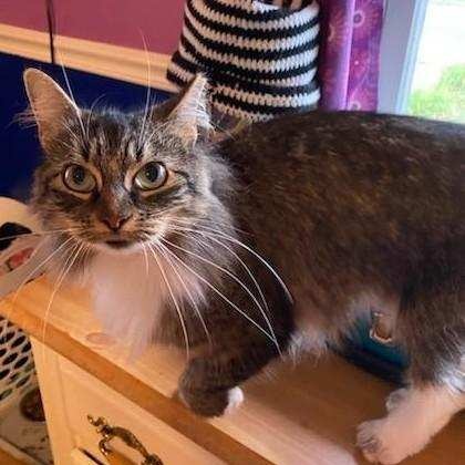 Enlarge Laney, a Adoptable Tabby in Moorestown, NJ image 4/5