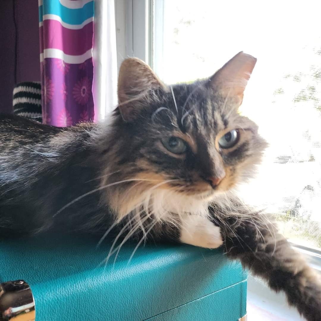 Enlarge Laney, a Adoptable Tabby in Moorestown, NJ image 2/5