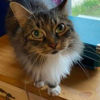 Enlarge Laney, a Adoptable Tabby in Moorestown, NJ image 1/5