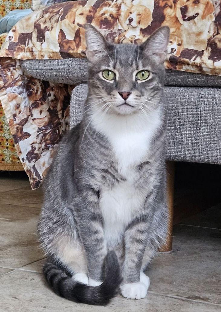 Enlarge Buster, a Adoptable Domestic Short Hair in West Palm Beach, FL image 1/6