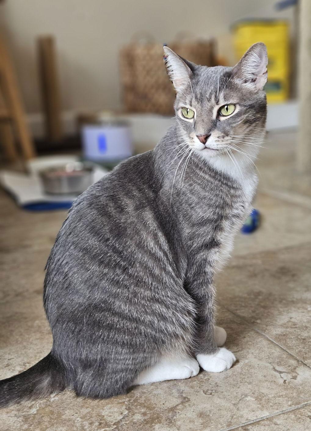 Enlarge Buster, a Adoptable Domestic Short Hair in West Palm Beach, FL image 2/6