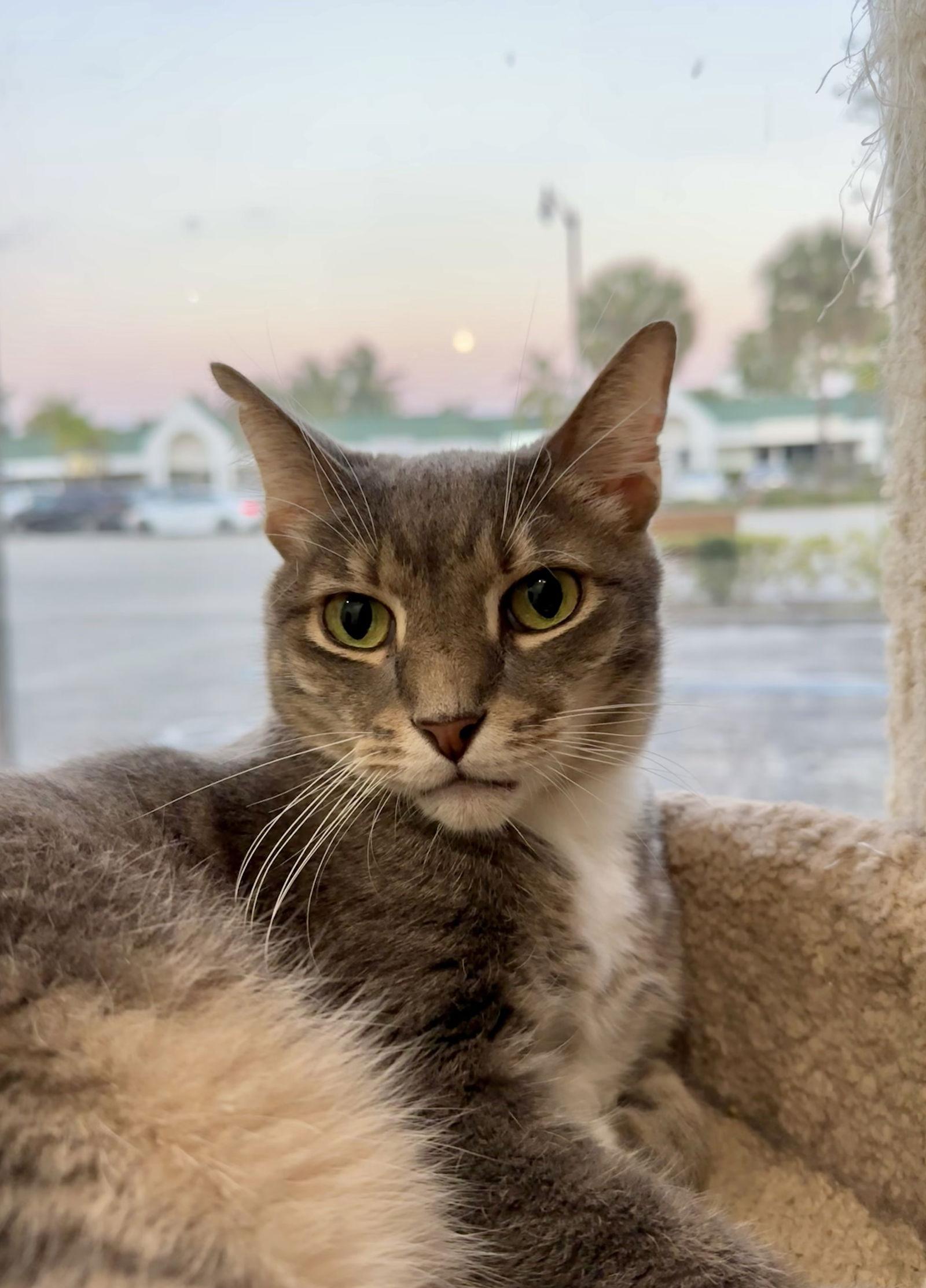 Enlarge Buster, a Adoptable Domestic Short Hair in West Palm Beach, FL image 3/6